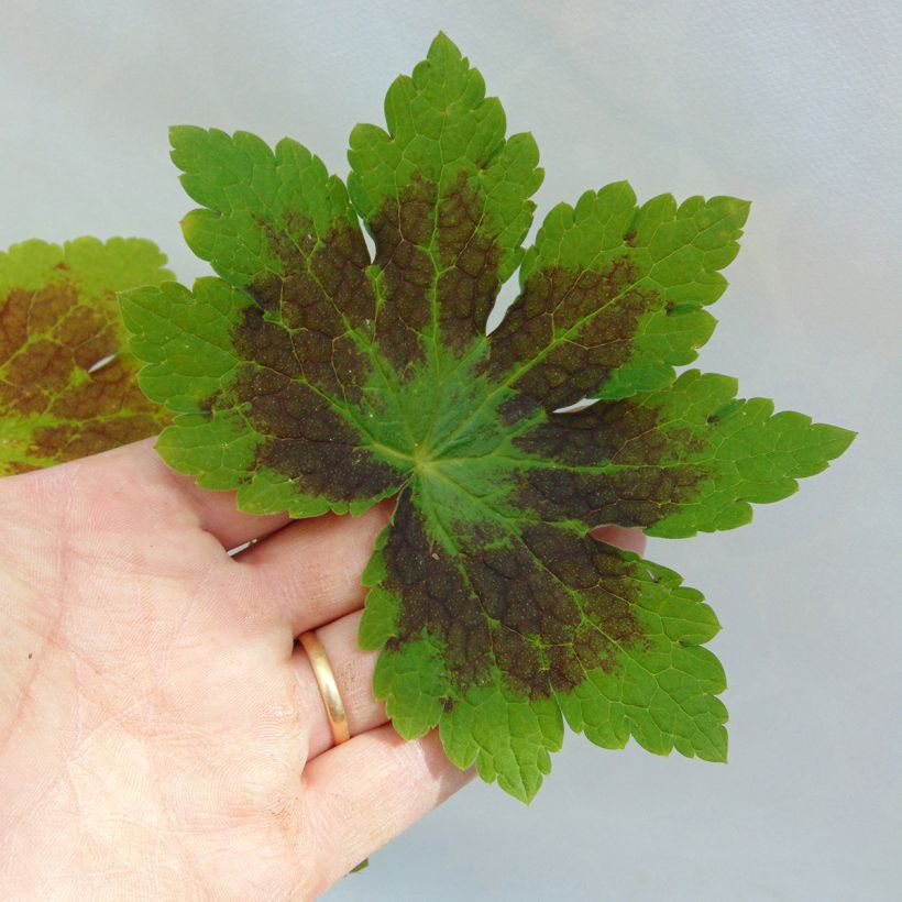 Géranium vivace phaeum Samobor (Feuillage)