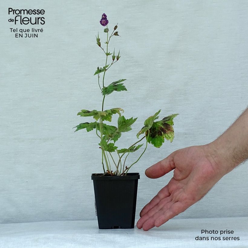 Spécimen de Géranium vivace phaeum Samobor Godet de 8/9 cm tel que livré en été