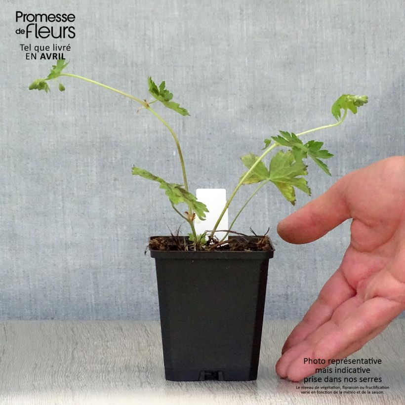 Spécimen de Géranium vivace phaeum Samobor Godet de 9cm tel que livré au printemps
