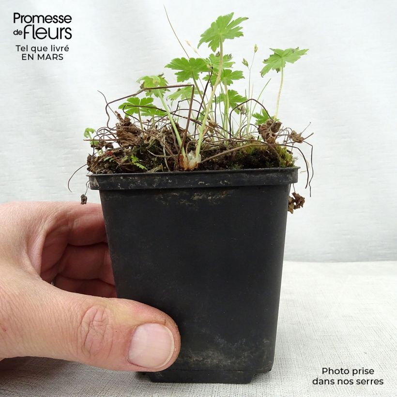 Spécimen de Géranium vivace phaeum var lividum Godet de 9cm tel que livré au printemps