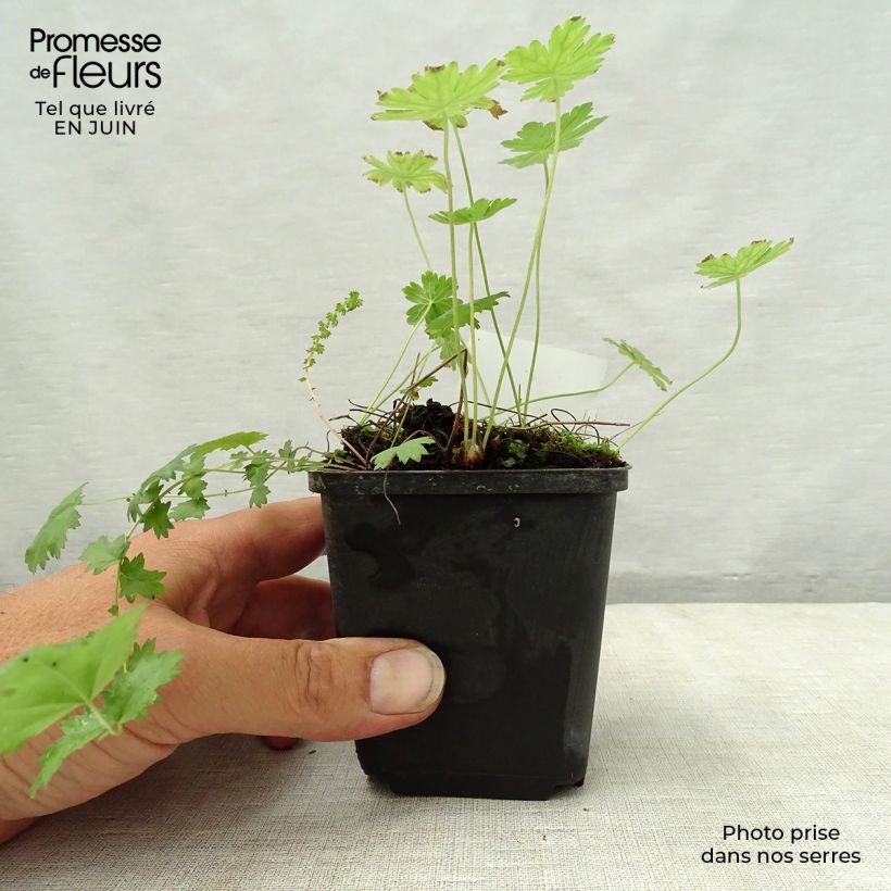Spécimen de Géranium vivace phaeum var lividum Godet de 8/9 cm tel que livré en été