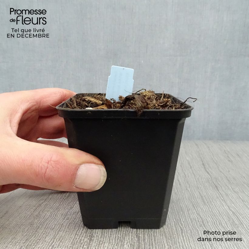 Spécimen de Geranium vivace pratense Black'n White Army tel que livré en hiver