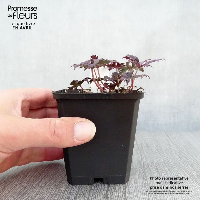 Spécimen de Geranium vivace pratense Black'n White Army Godet de 9cm tel que livré au printemps