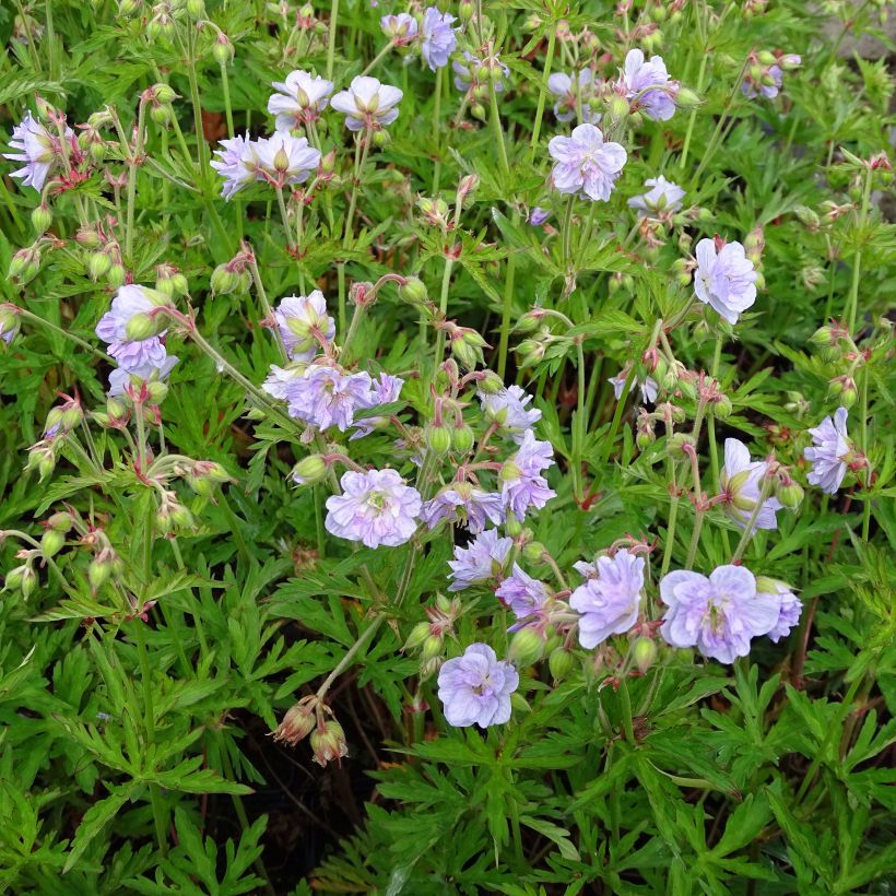 Géranium vivace pratense Cloud Nine - Géranium des près. (Port)