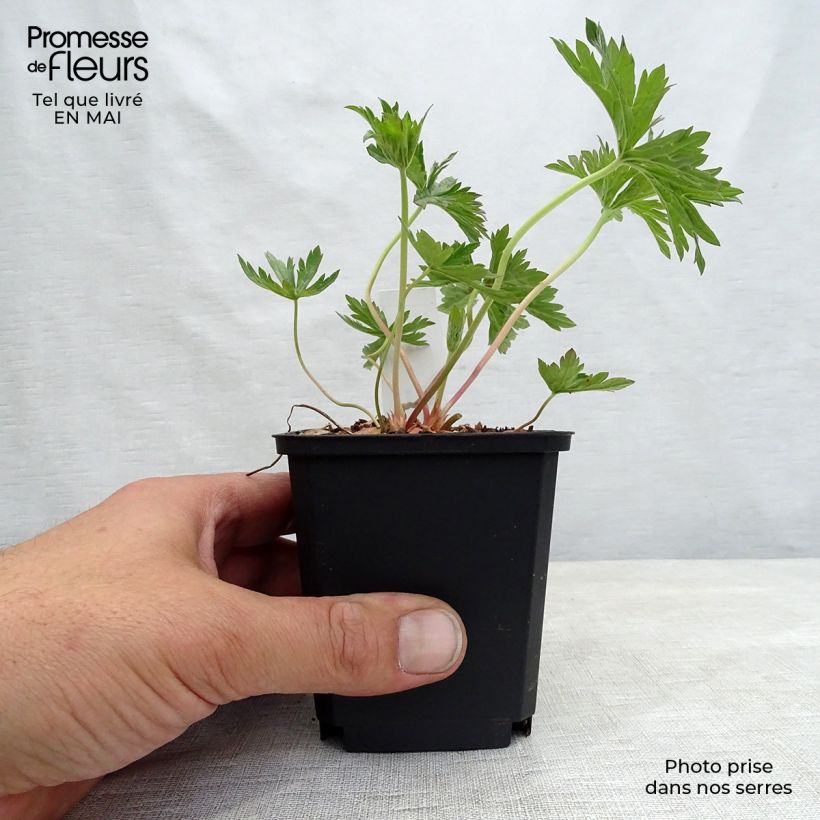 Spécimen de Géranium vivace pratense Cloud Nine - Géranium des près. Godet de 9cm tel que livré au printemps
