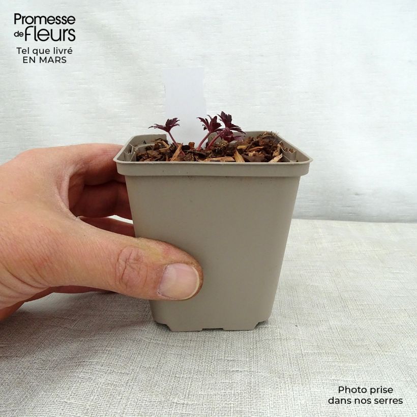 Spécimen de Géranium vivace pratense Hocus Pocus Godet de 9cm tel que livré au printemps