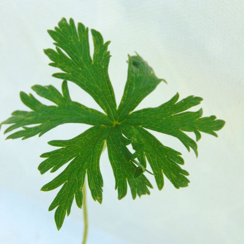 Geranium vivace pratense Laura - Géranium des près  (Feuillage)