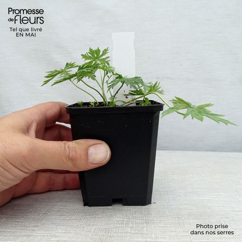 Spécimen de Geranium vivace pratense Laura - Géranium des près  Godet de 9cm tel que livré au printemps