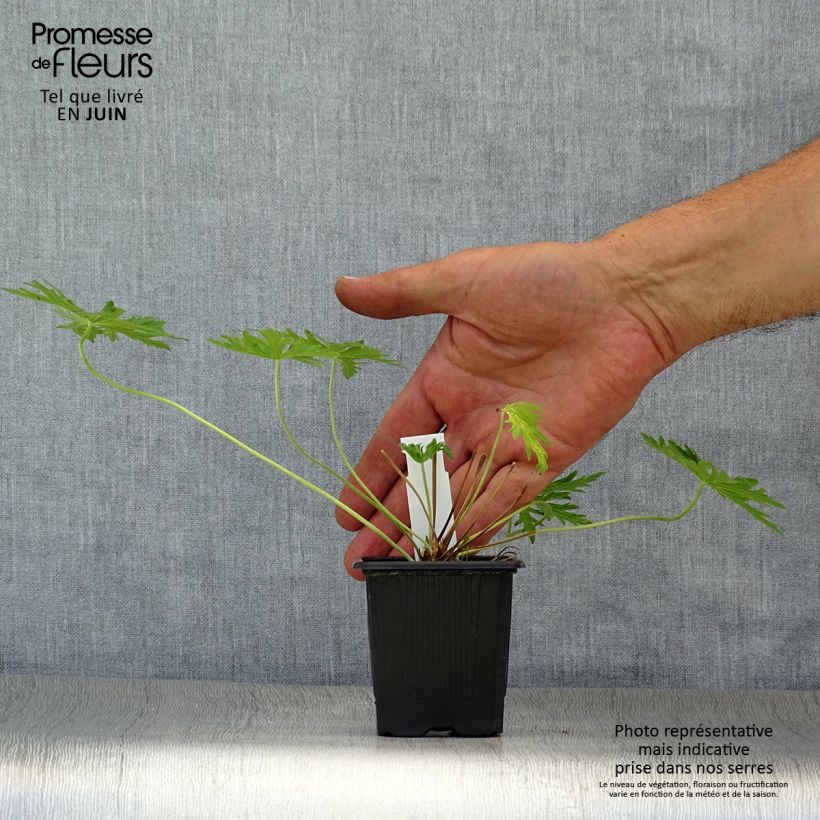 Spécimen de Geranium vivace pratense Laura - Géranium des près  Godet de 8/9 cm tel que livré en été