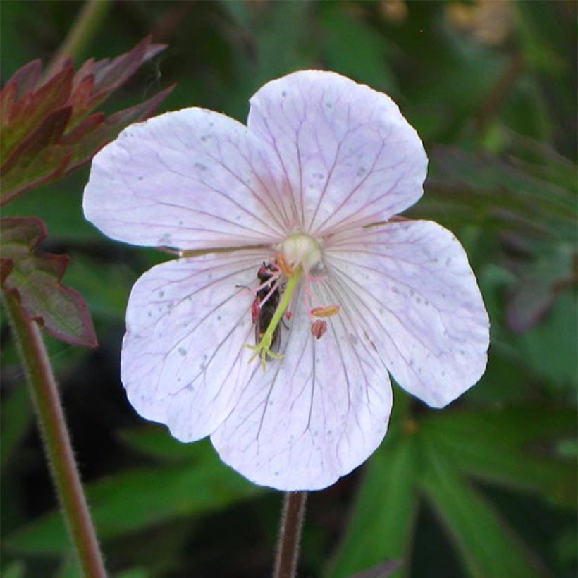 Geranium vivace pratense Marshmallow - Géranium des près rose bonbon (Floraison)