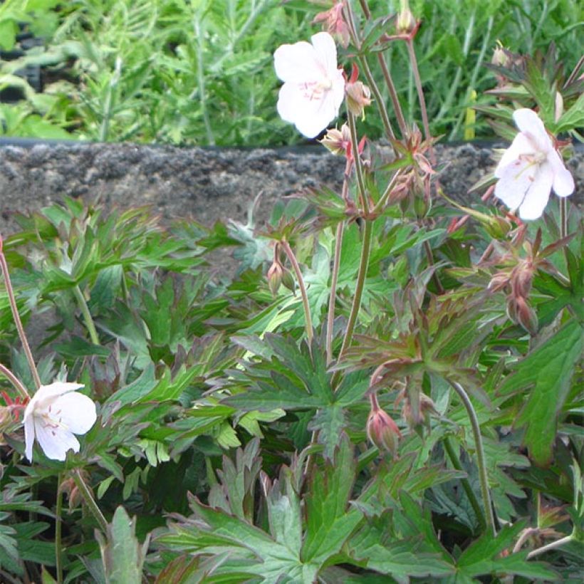 Geranium vivace pratense Marshmallow - Géranium des près rose bonbon (Port)