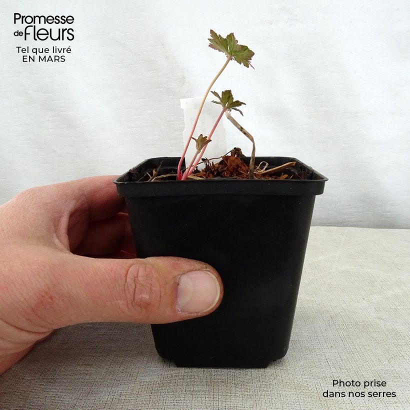 Spécimen de Geranium vivace pratense Marshmallow - Géranium des près rose bonbon tel que livré au printemps