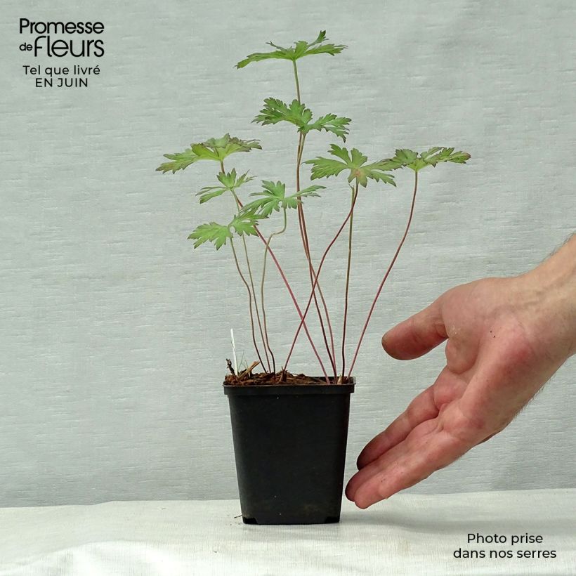 Example of Geranium vivace pratense Marshmallow - Géranium des près rose bonbon as you get in ete