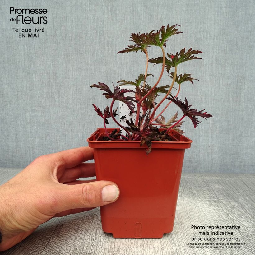 Spécimen de Géranium vivace pratense Midnight Reiter - Géranium des prés Godet de 8 cm tel que livré au printemps