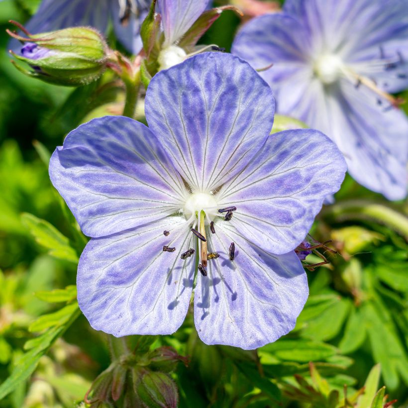 Géranium vivace pratense Mrs Kendall Clark - Géranium des prés (Floraison)