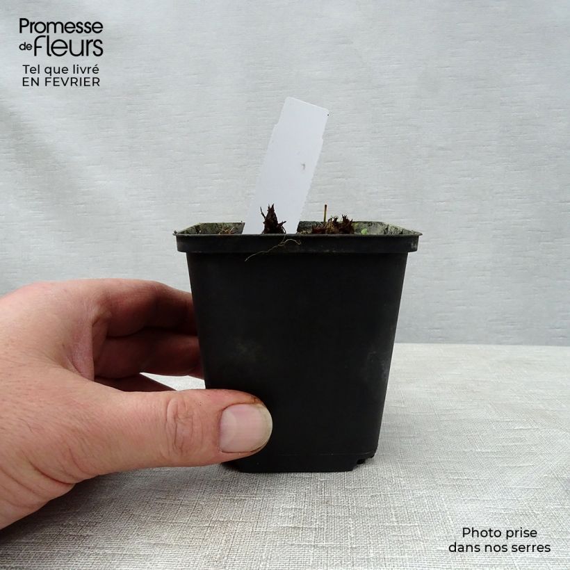 Spécimen de Géranium vivace pratense New Dimensions Godet de 8/9 cm tel que livré en hiver