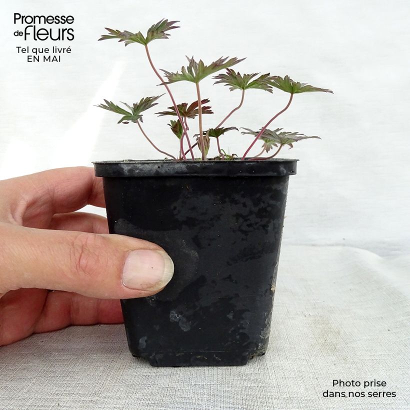 Spécimen de Géranium vivace pratense New Dimensions Godet de 9cm tel que livré au printemps