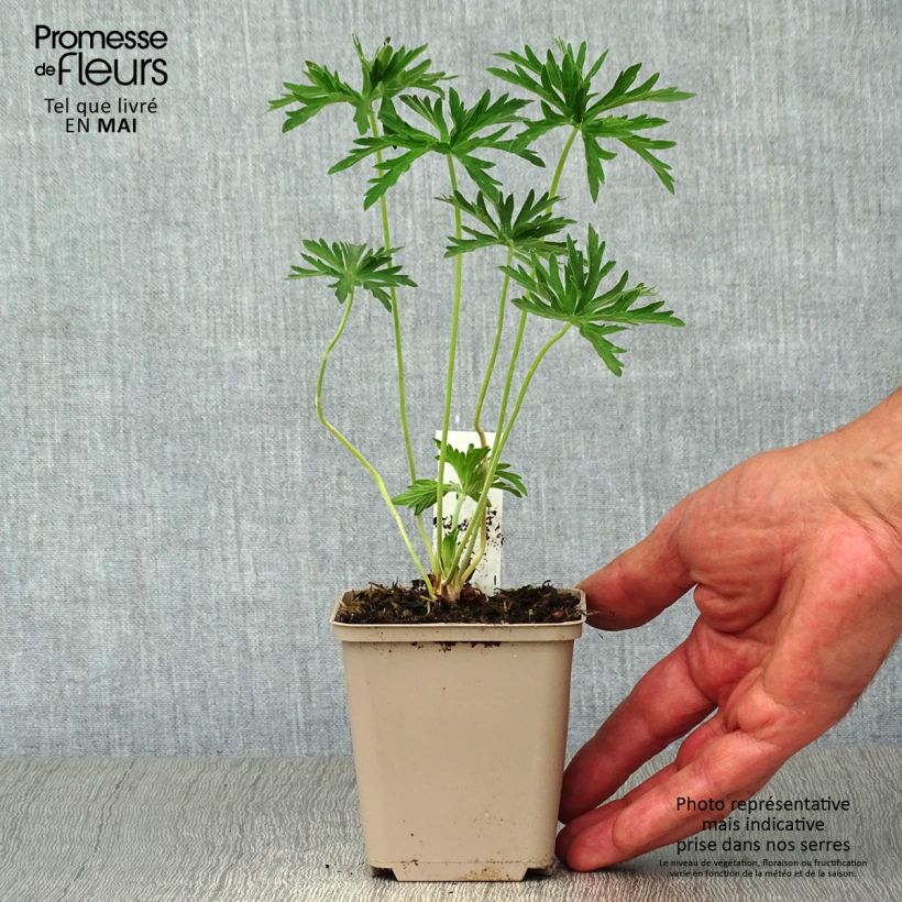 Spécimen de Geranium vivace pratense Plenum Album - Géranium des prés Godet de 9cm tel que livré au printemps