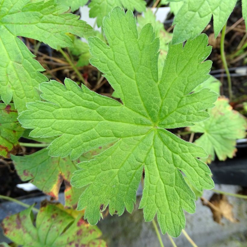 Géranium vivace pratense Plenum Violaceum - Géranium des prés (Feuillage)