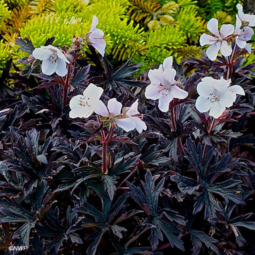 Géranium vivace pratense Purple Ghost (Floraison)