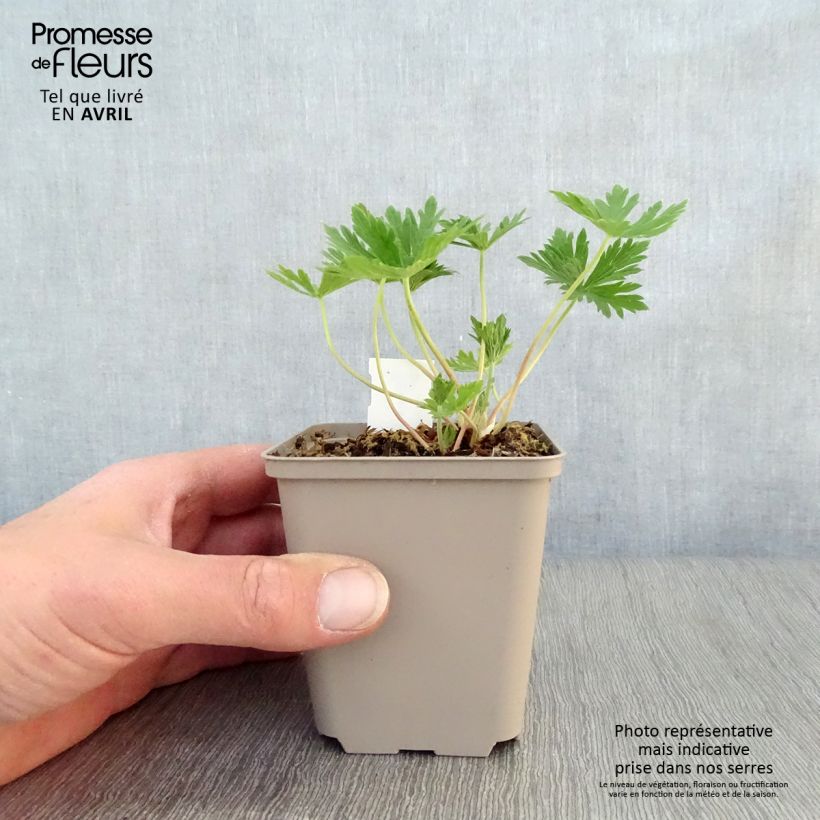 Spécimen de Géranium vivace pratense Splish Splash - Géranium des prés Godet de 9cm tel que livré au printemps