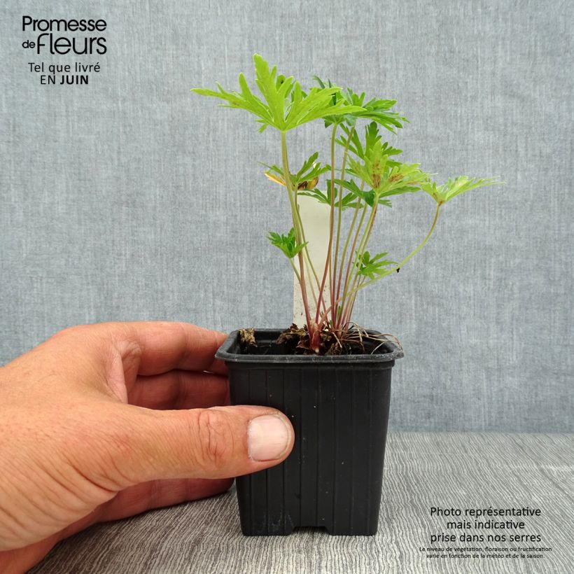 Spécimen de Géranium vivace pratense Summer Skies - Géranium des prés Godet de 8/9 cm tel que livré en été