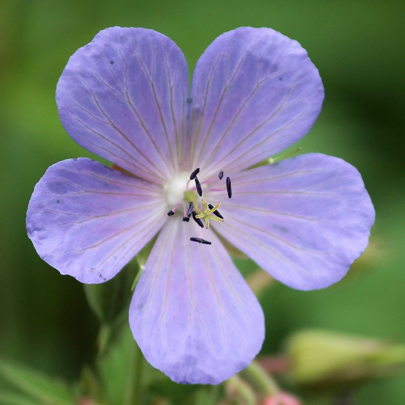 Géranium vivace pratense Victor Reiter Junior (Floraison)