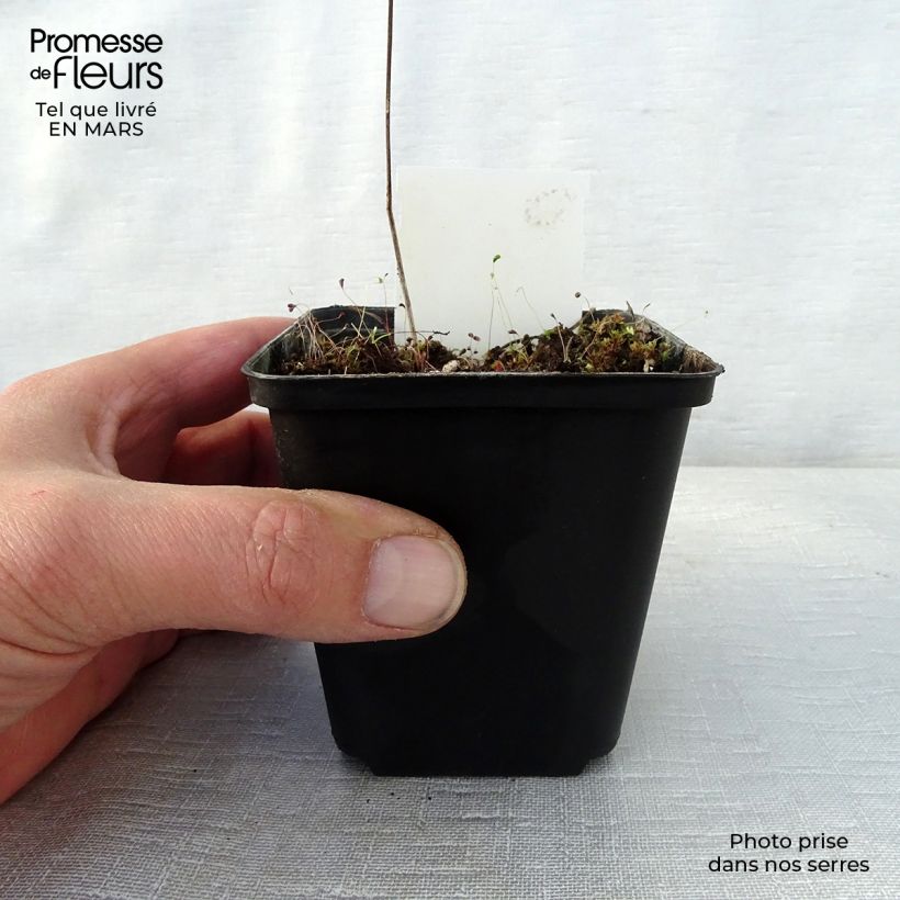 Spécimen de Géranium vivace psilostemon Bressingham Flair Godet de 9cm tel que livré au printemps