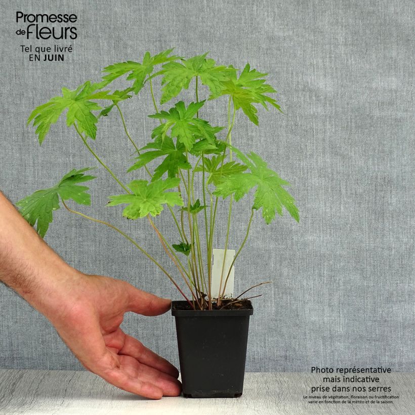Spécimen de Géranium vivace psilostemon Godet de 8/9 cm tel que livré en été