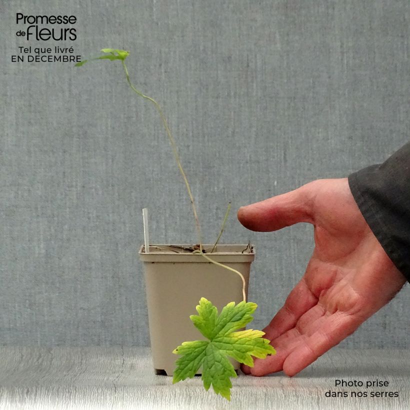 Spécimen de Géranium vivace psilostemon tel que livré en hiver