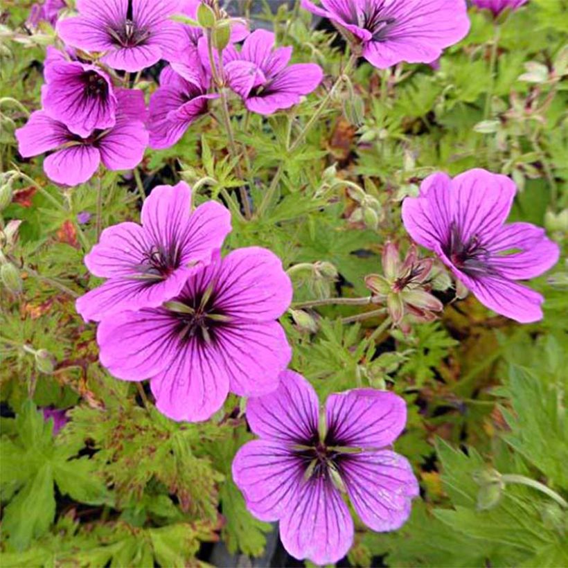 Geranium vivace psilostemon JS Ma Tu Vu (Floraison)