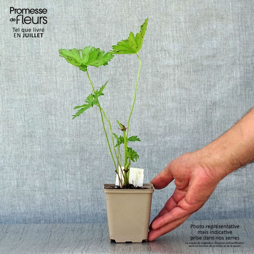 Spécimen de Geranium vivace psilostemon JS Ma Tu Vu tel que livré en ete