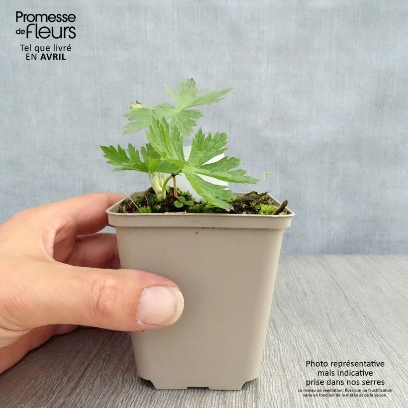 Spécimen de Geranium vivace psilostemon JS Ma Tu Vu Godet de 9cm tel que livré au printemps