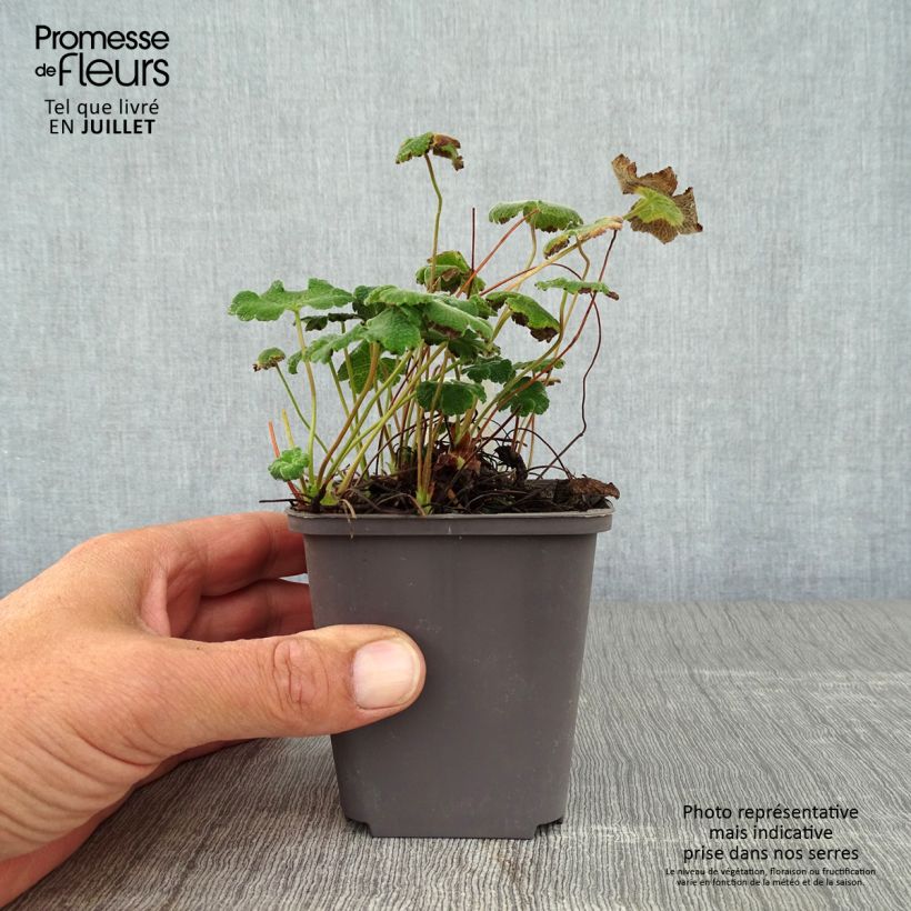 Spécimen de Géranium vivace renardii Godet de 8/9 cm tel que livré en été