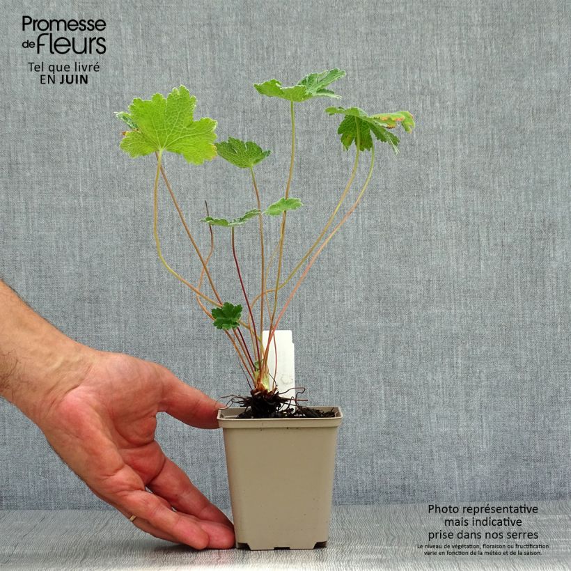 Spécimen de Géranium vivace renardii Tcschelda Godet de 8/9 cm tel que livré en été