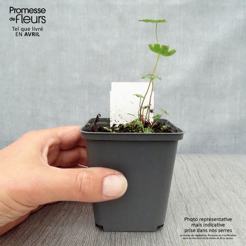 Spécimen de Géranium vivace renardii Tcschelda Godet de 9cm tel que livré au printemps