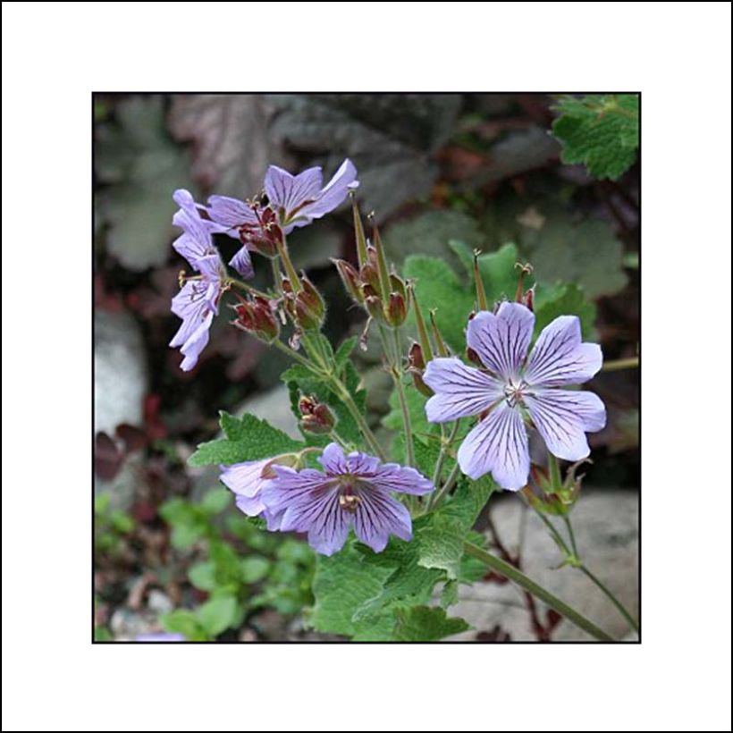 Geranium vivace renardii Zetterlund - Géranium vivace parme clair veiné de violet (Floraison)