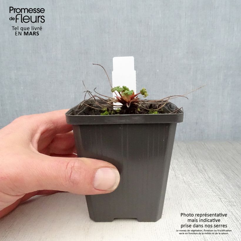 Spécimen de Geranium vivace renardii Zetterlund - Géranium vivace parme clair veiné de violet Godet de 9cm tel que livré au printemps