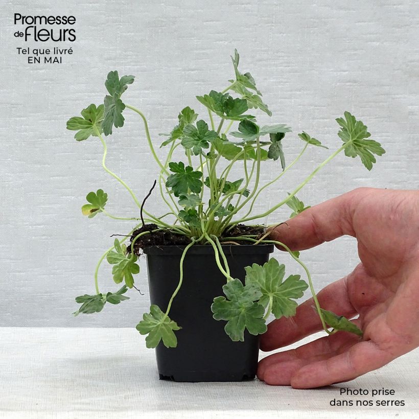 Spécimen de Géranium vivace riversleaianum Mavis Simpson Godet de 9cm tel que livré au printemps