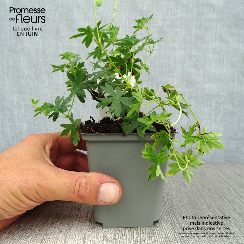 Spécimen de Geranium vivace sanguineum Album Godet de 8/9 cm tel que livré en été