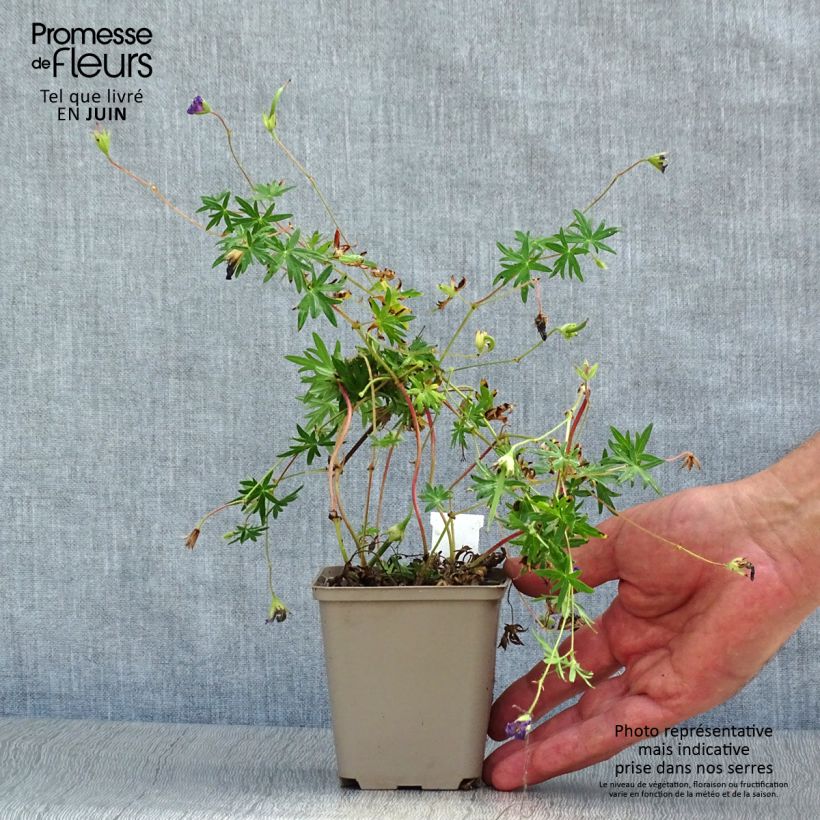 Spécimen de Géranium vivace sanguineum Aviemore Godet de 8/9 cm tel que livré en été