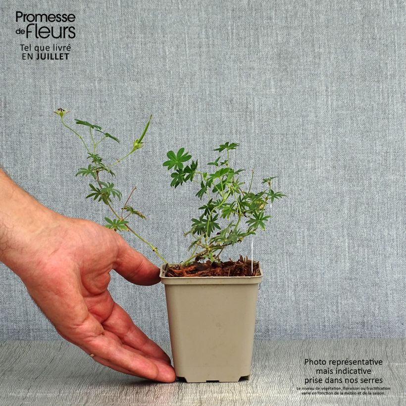Spécimen de Géranium vivace sanguineum Compactum - Geranium sanguin rose pâle Godet de 8/9 cm tel que livré en été