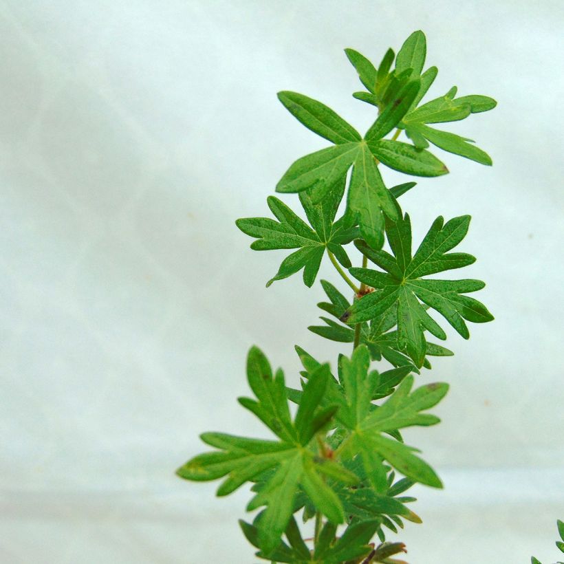Geranium vivace sanguineum Elke (Feuillage)