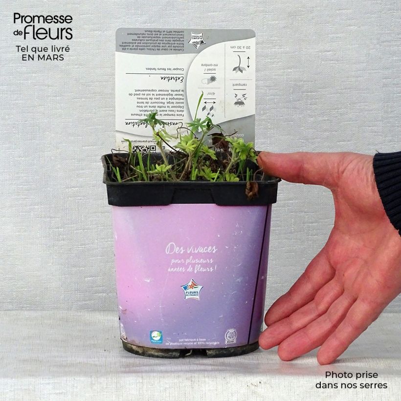 Spécimen de Geranium vivace sanguineum Elke Pot de 2L/3L tel que livré au printemps
