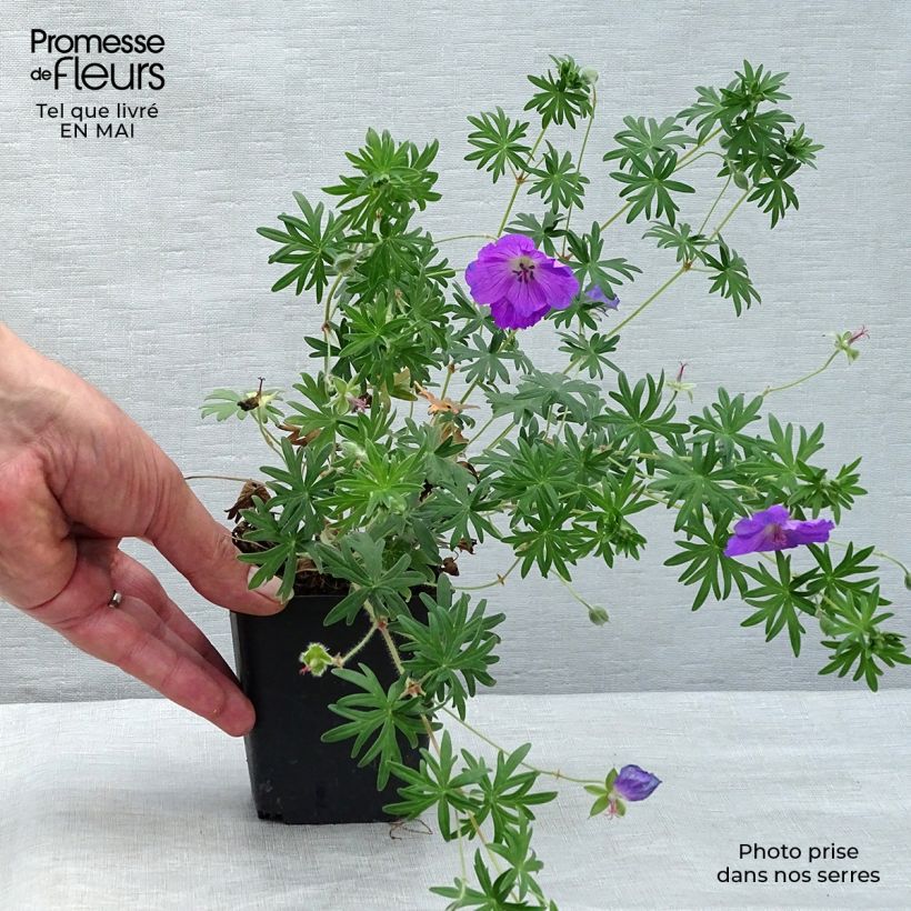 Spécimen de Géranium vivace sanguineum Elsbeth Godet de 9cm tel que livré au printemps