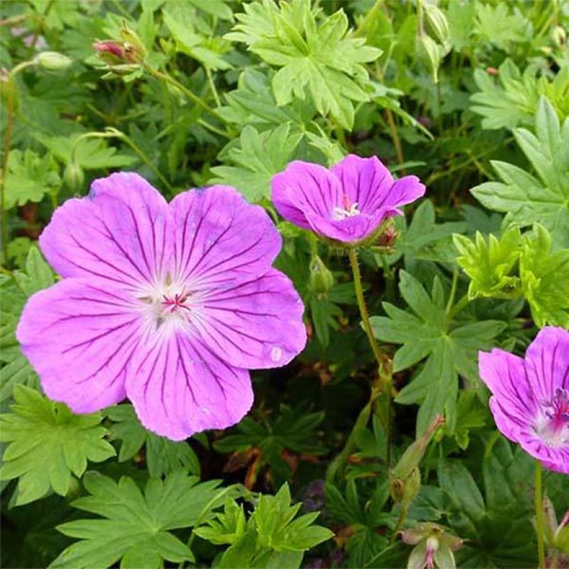 Géranium vivace sanguineum Hannelore (Floraison)