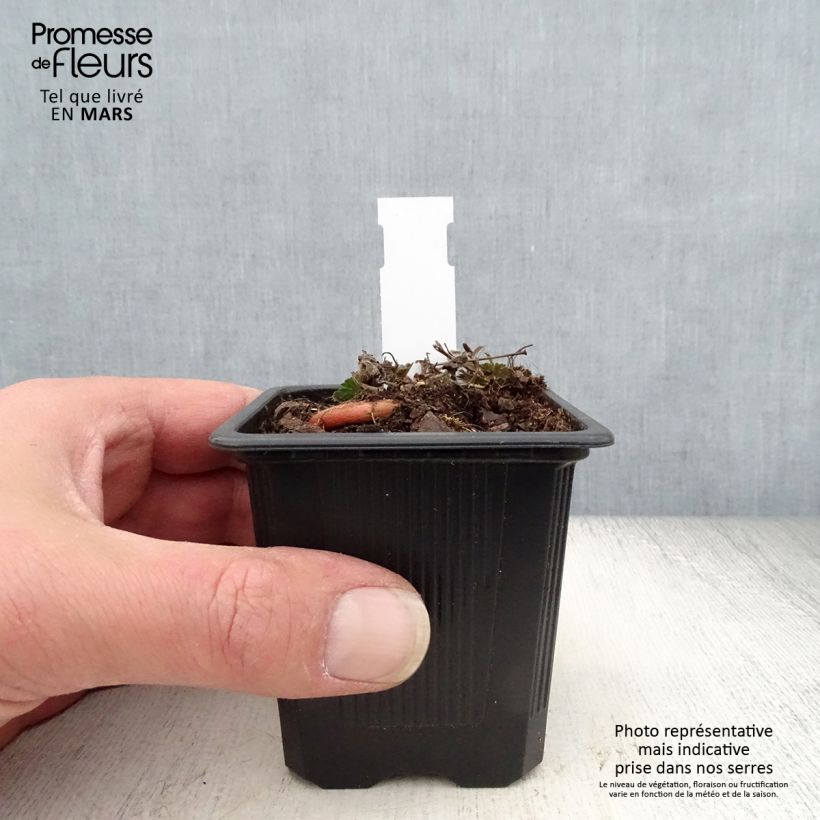 Spécimen de Géranium vivace sanguineum Max Frei Godet de 9cm tel que livré au printemps