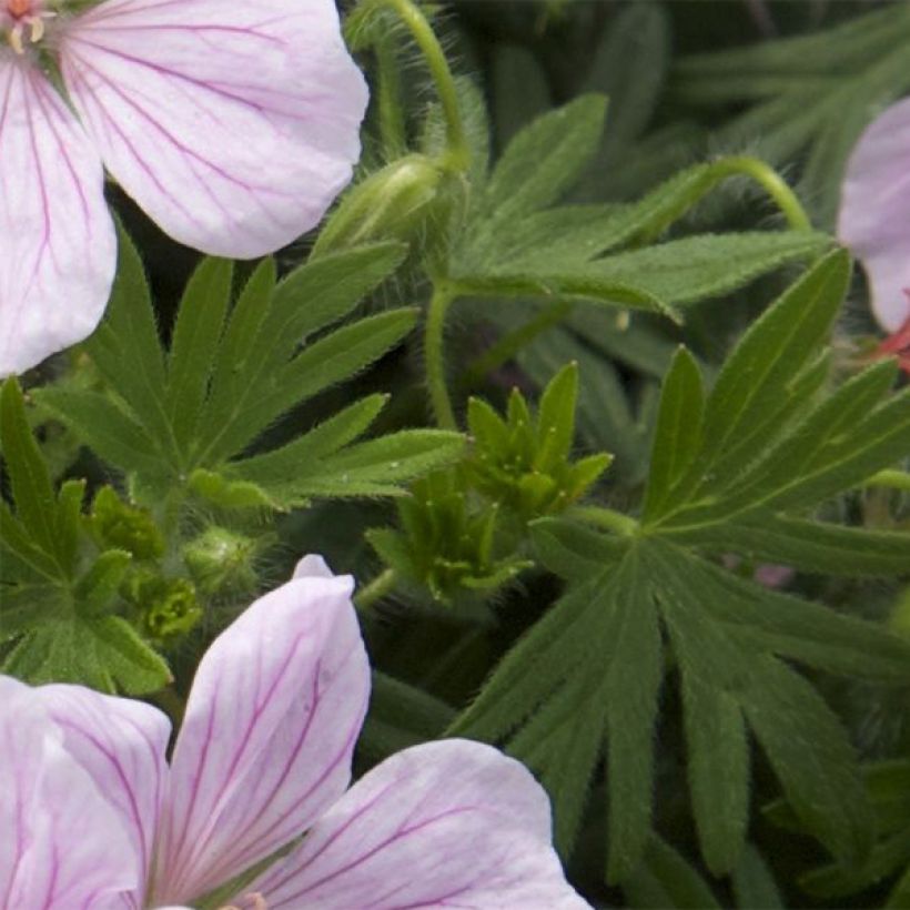 Geranium vivace sanguineum Pink Pouffe (Feuillage)