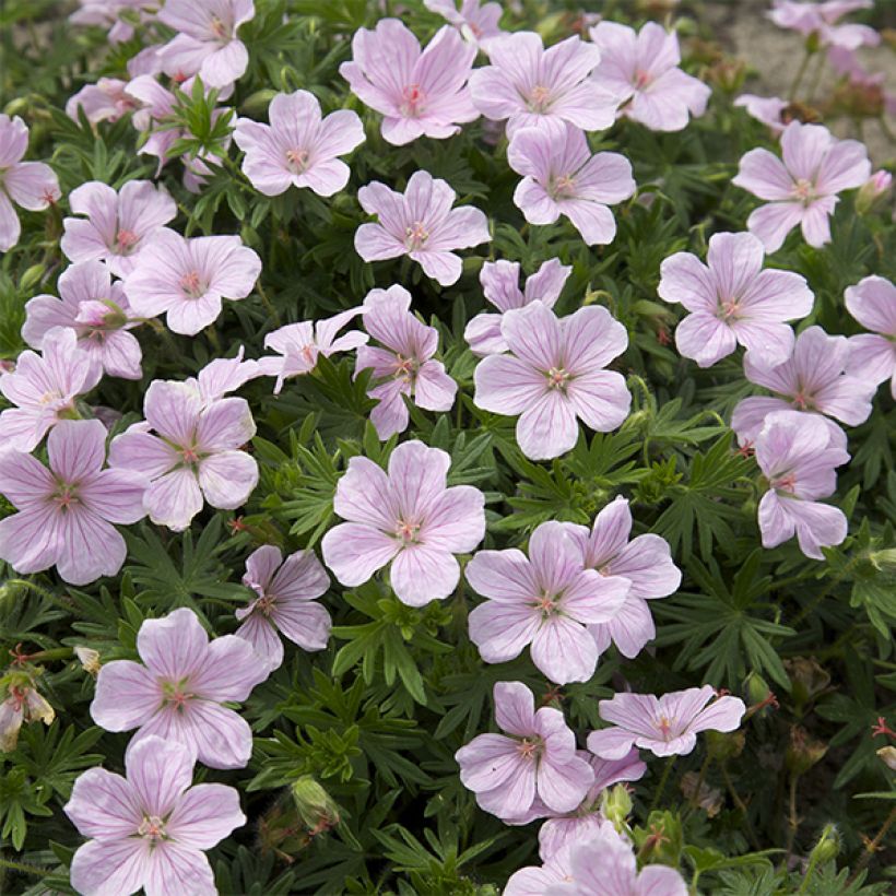 Geranium vivace sanguineum Pink Pouffe (Floraison)