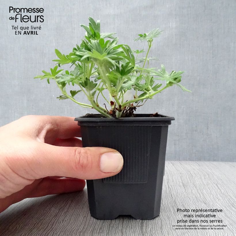 Spécimen de Géranium vivace sanguineum Vision Godet de 8 cm tel que livré au printemps